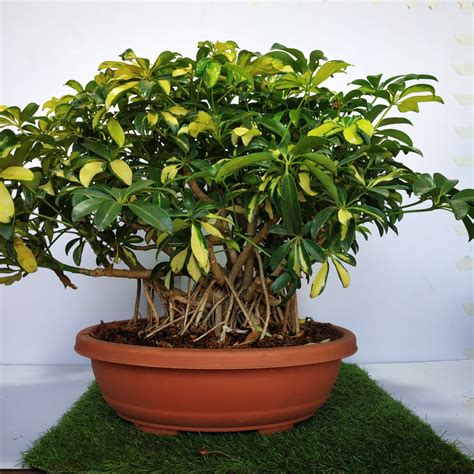 schefflera bonsai for sale